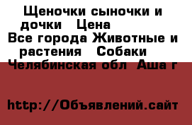 Щеночки-сыночки и дочки › Цена ­ 30 000 - Все города Животные и растения » Собаки   . Челябинская обл.,Аша г.